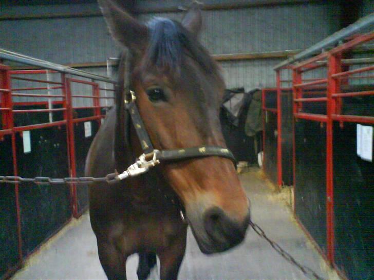 Oldenborg Cirkeline *Solgt* billede 5