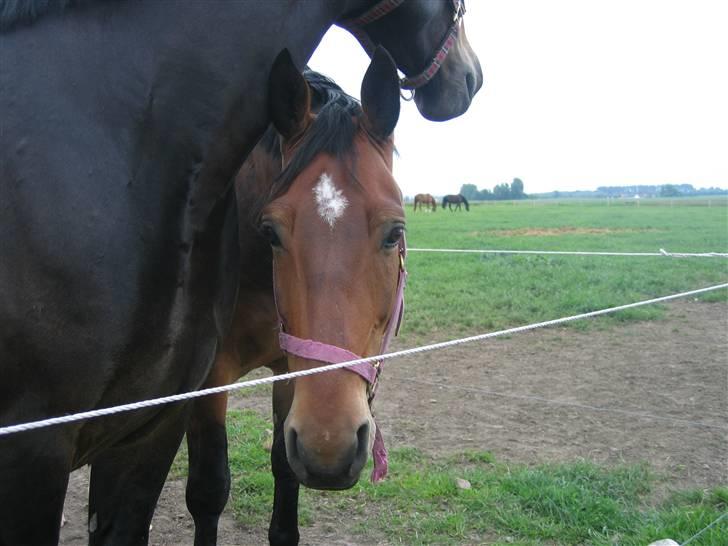 Oldenborg Cairo Dalegaard - fjolle hest:) billede 3