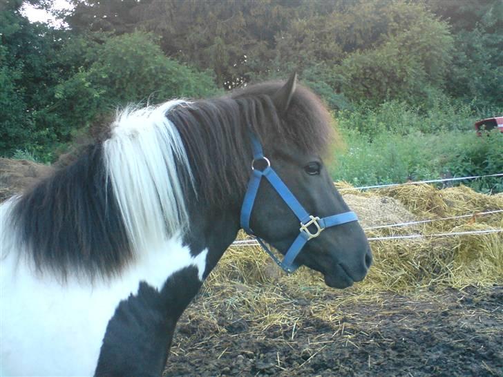 Islænder Vigri *SOLGT* - Det første billede jeg tog af ham... billede 1