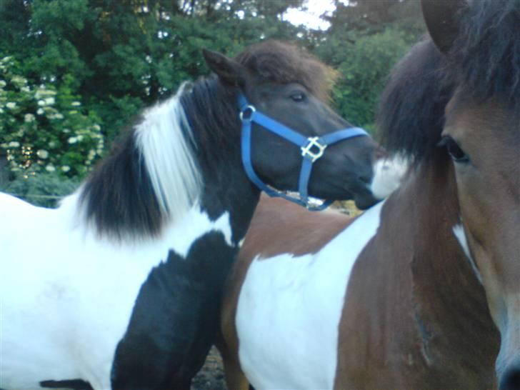 Islænder Vigri *SOLGT* - Vigri og min søs´s tidligere hest Fegur... billede 2