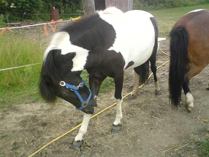 Islænder Vigri *SOLGT* - Grrr det klør... billede 3