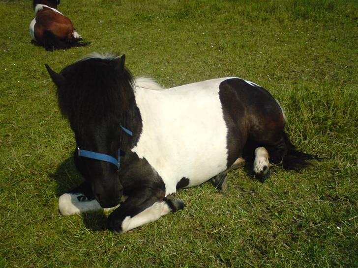 Islænder Vigri *SOLGT* - Træt lille mand... Det er hårdt når der er kommet føl om natten og man ikke må komme ind og nusse... billede 4