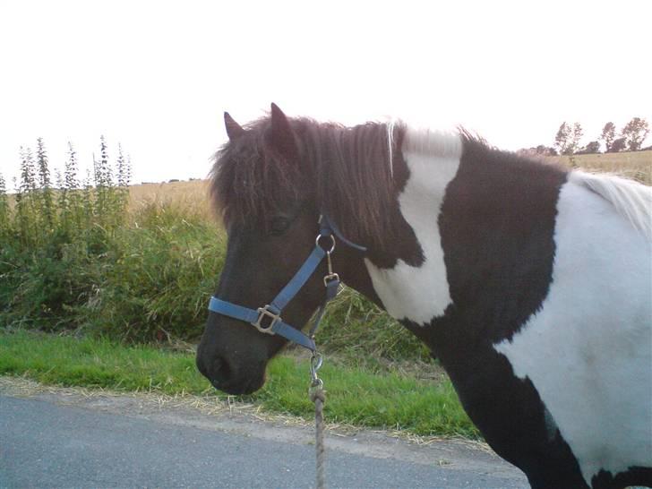 Islænder Vigri *SOLGT* - Smuksakken i begyndende solnedgang... billede 5