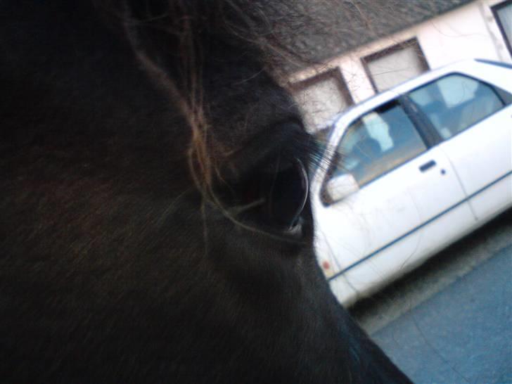 Islænder Vigri *SOLGT* - Det flotteste hesteøje i verden.... billede 6