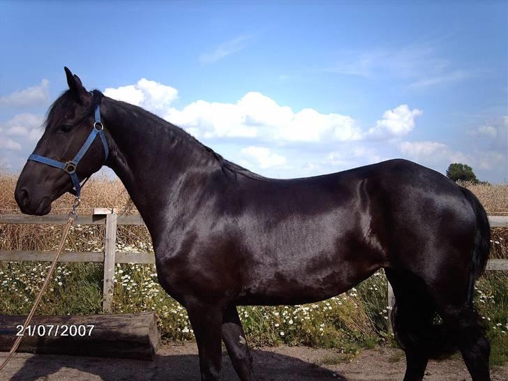 Frieser Maaike Margreet - Billed taget af min fætter ss billede 3