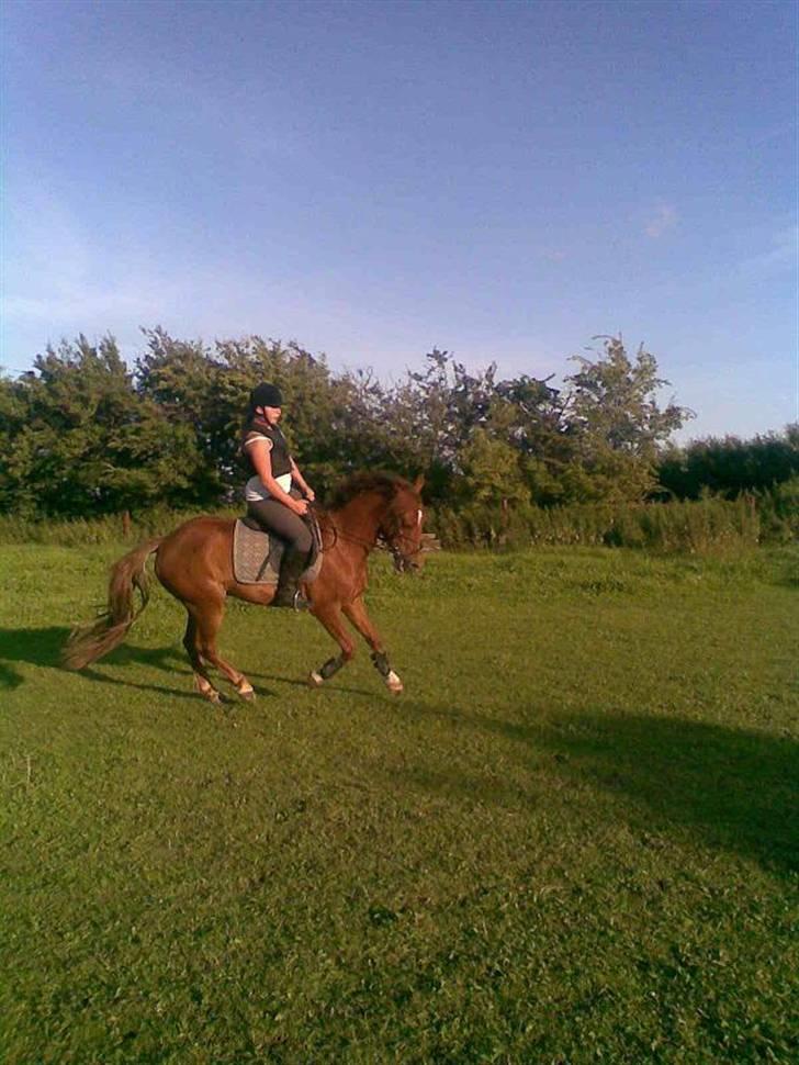 New Forest Beethoven >>SOLGT<< billede 7