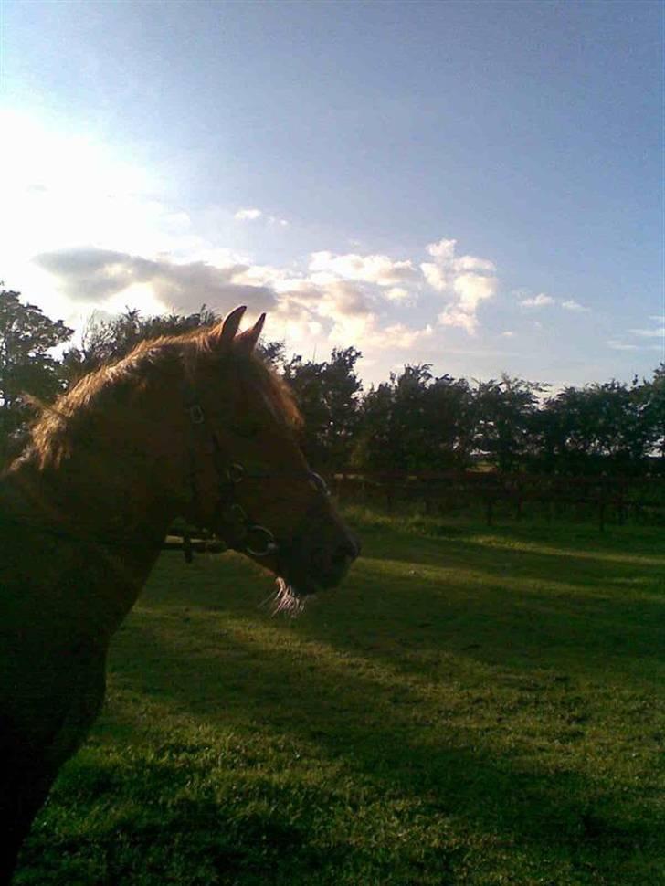 New Forest Beethoven >>SOLGT<< billede 8