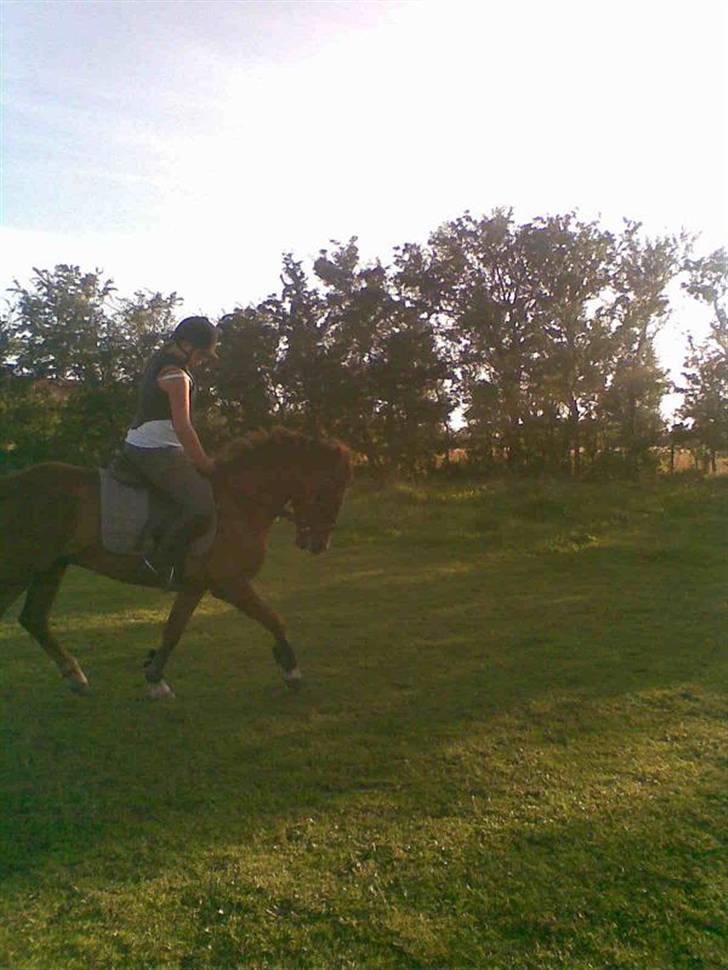 New Forest Beethoven >>SOLGT<< billede 9