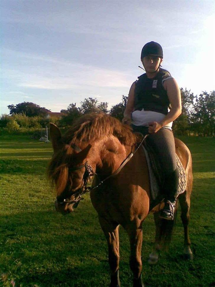 New Forest Beethoven >>SOLGT<< billede 10