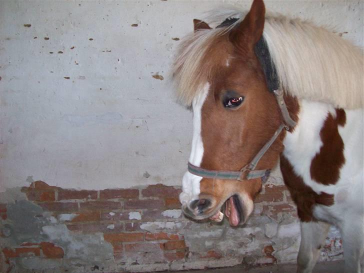 DSP Pedersmindes Ofelia<3 - Haha, hun gaber stort.. Rynkede tunge og det hele x)Foto: JGM.(mig) 2008 billede 12