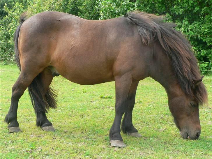 Shetlænder Mikkie RIP. 10 november  billede 15