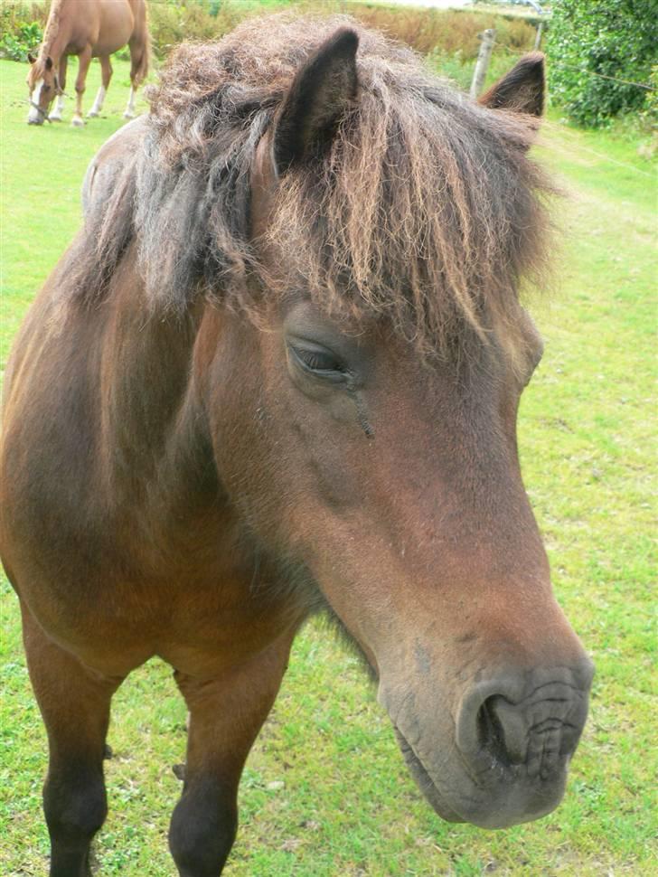 Shetlænder Mikkie RIP. 10 november  billede 16