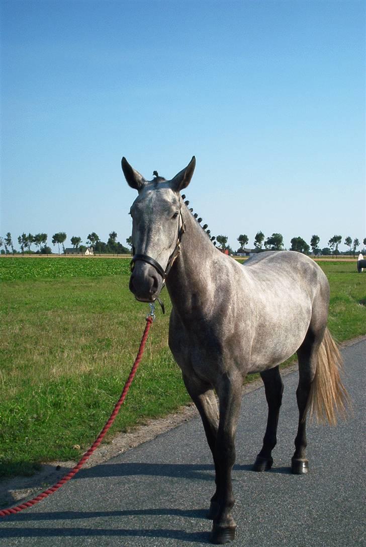 Oldenborg Madame Fleur - ligner lidt et æsel med de ører tilbage billede 2
