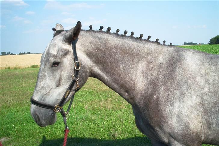 Oldenborg Madame Fleur - ser rigtig glad ud:) billede 3