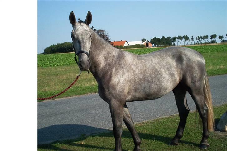 Oldenborg Madame Fleur billede 4