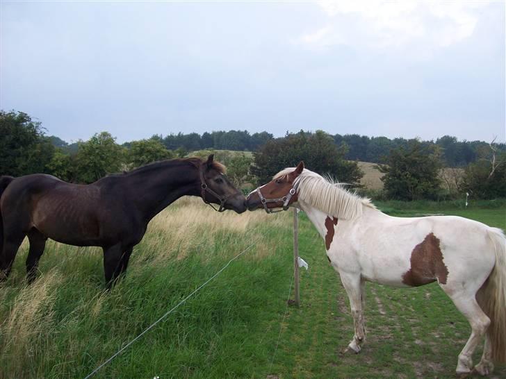 DSP Pedersmindes Ofelia<3 - Ofelia mysser én af hendes beundre :´D Foto: JGM 2008 billede 14