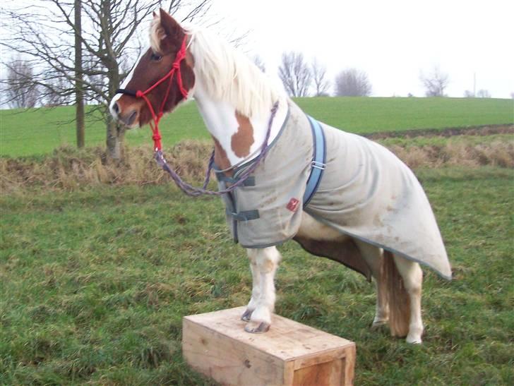 DSP Pedersmindes Ofelia<3 - Er hun ikke dygtig :) Foto: JGM. (mig) 2008 billede 15