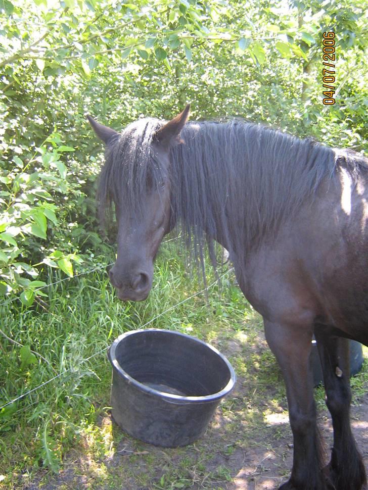 Frieser Jamaica (solgt) billede 2