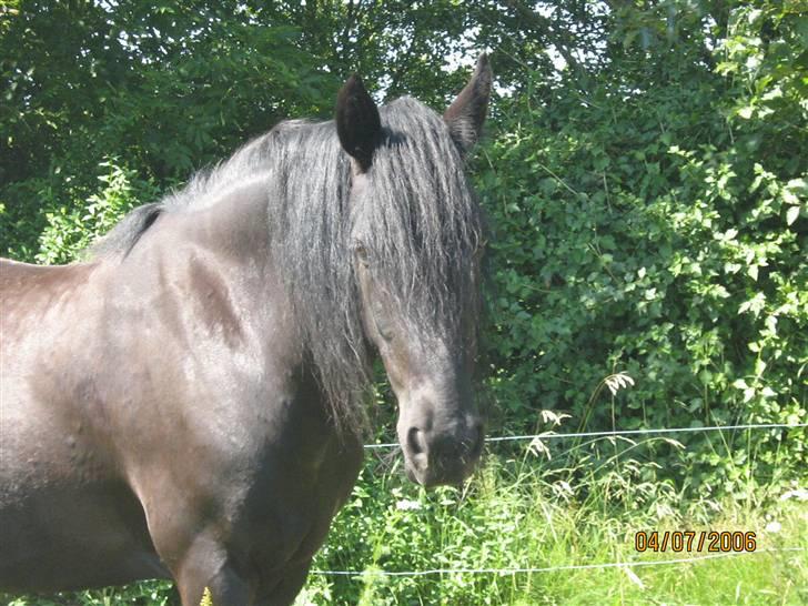 Frieser Jamaica (solgt) billede 3