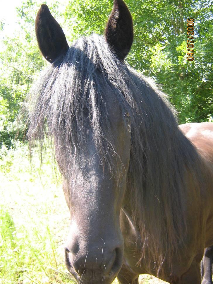 Frieser Jamaica (solgt) billede 4