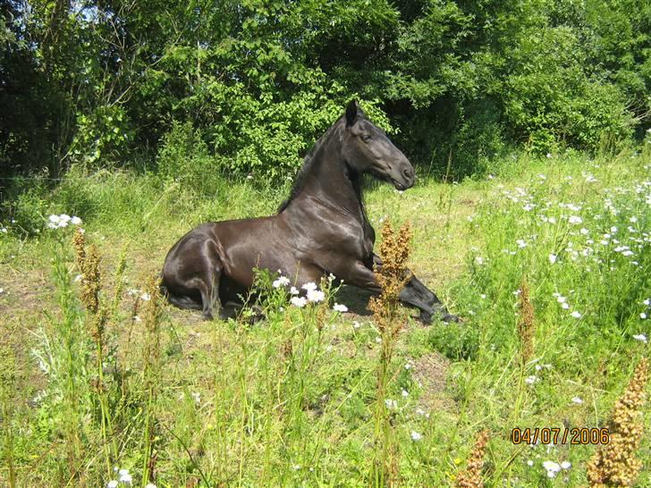 Frieser Jamaica (solgt) billede 5