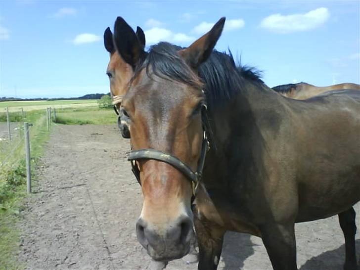 Oldenborg Cirkeline *Solgt* billede 6