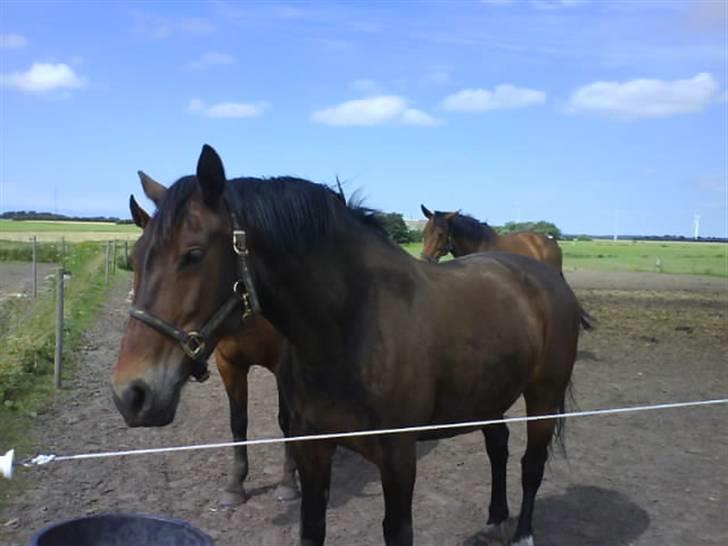 Oldenborg Cirkeline *Solgt* billede 7