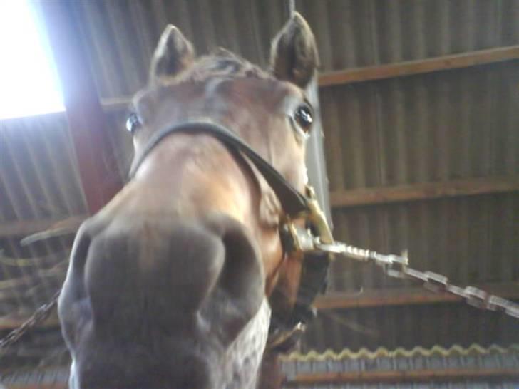 Oldenborg Cirkeline *Solgt* - dårligt billed :-).... det skal lige siges at alle billeder er taget med mobil...udover det første  billede 8