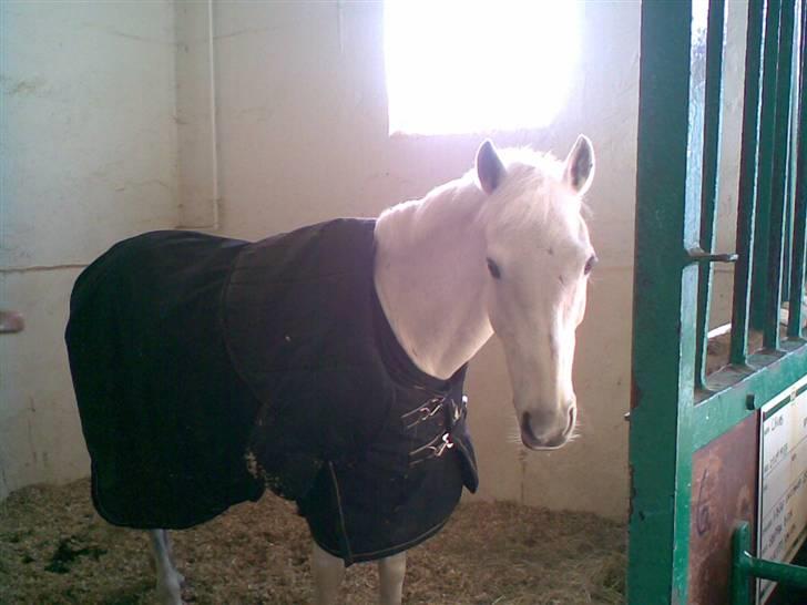 Anden særlig race *Gl. Part* Chivas - Det var lige om vinterne hehe billede 1