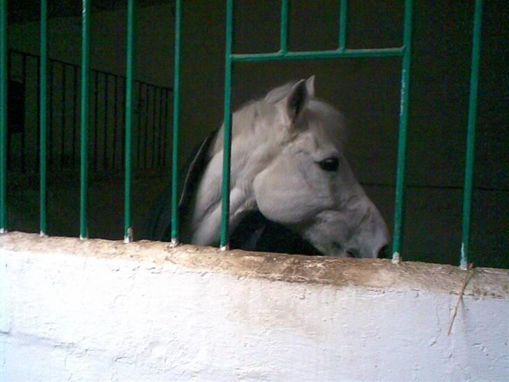 Anden særlig race *Gl. Part* Chivas - Mørk aften om vinterne billede 2