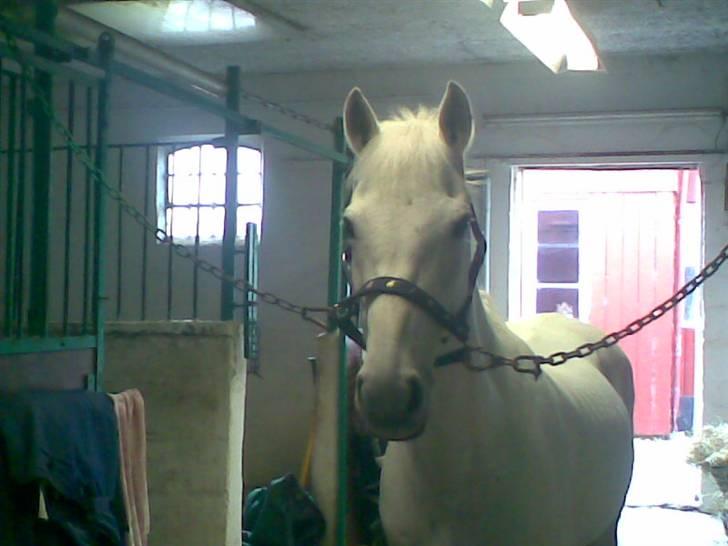 Anden særlig race *Gl. Part* Chivas - Lige et billede når Chivas stå på staldgangen billede 4