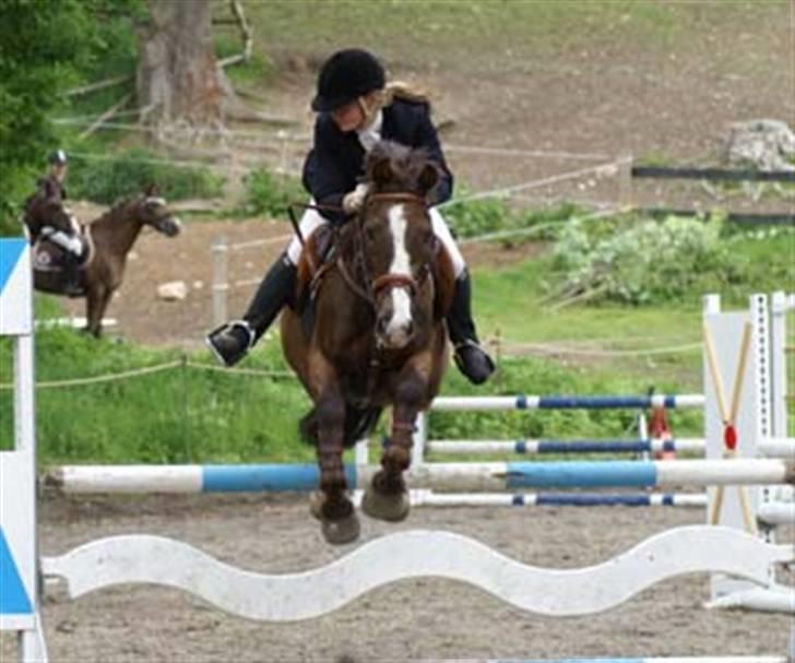 Anden særlig race Indy billede 8