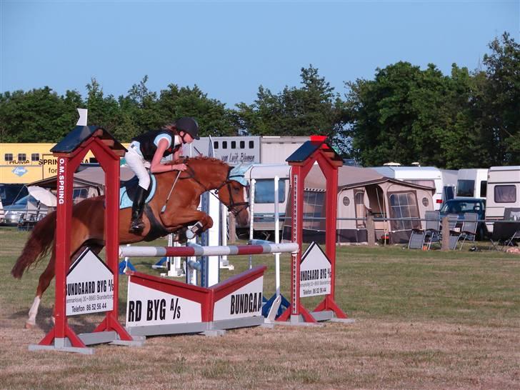 Welsh Pony (sec B)  Daisy  - Sdr Hygum LA vi Blev nr.  6  billede 13