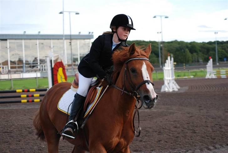 Welsh Pony (sec B)  Daisy  - Jeg elsker dig min skat(: billede 14