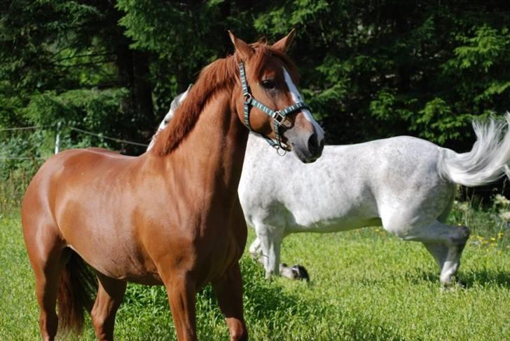 Welsh Pony (sec B)  Daisy  - På folden i Norge  billede 15