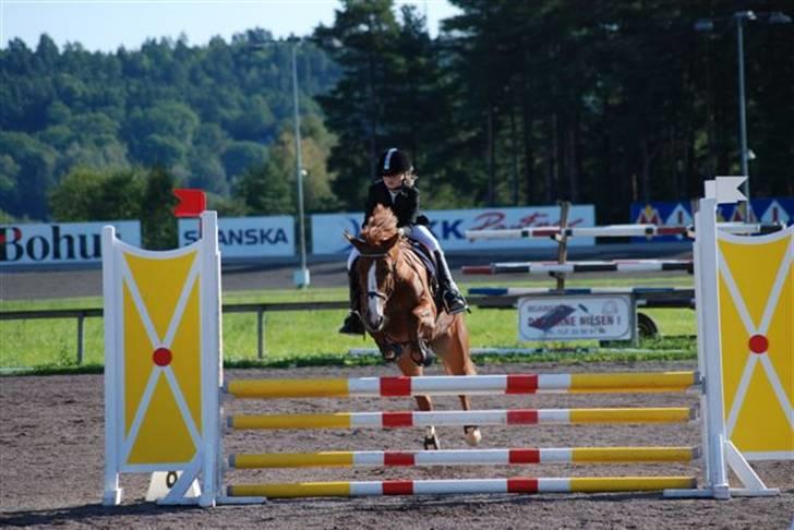 Welsh Pony (sec B)  Daisy  - Jeg elsker dig min skat(: billede 16