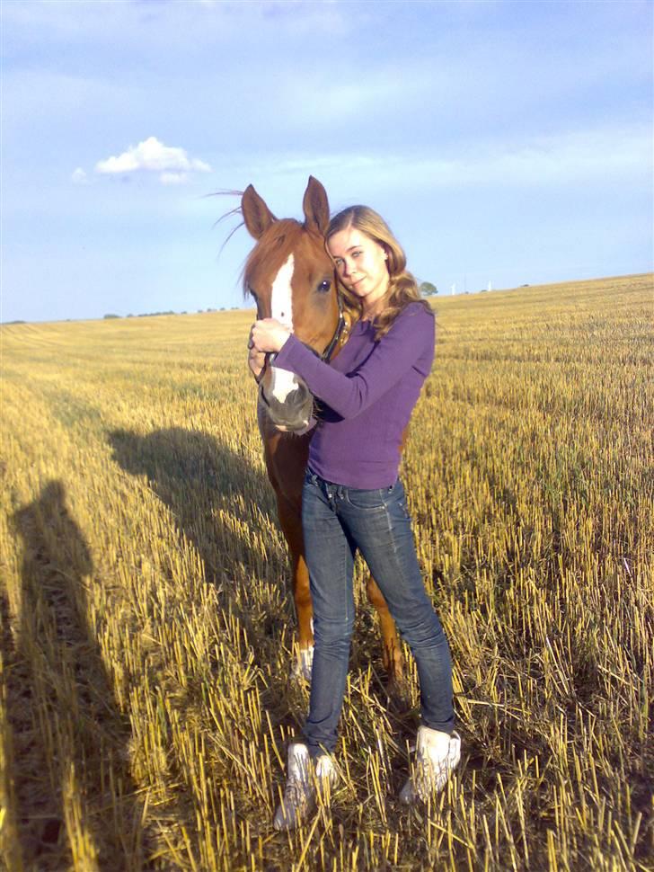 Welsh Pony (sec B)  Daisy  - NYYT! Daisy er en rigtig kælepot! billede 17
