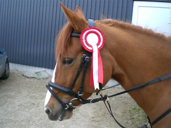 Welsh Pony (sec B)  Daisy  - Egtved vandt LA billede 18