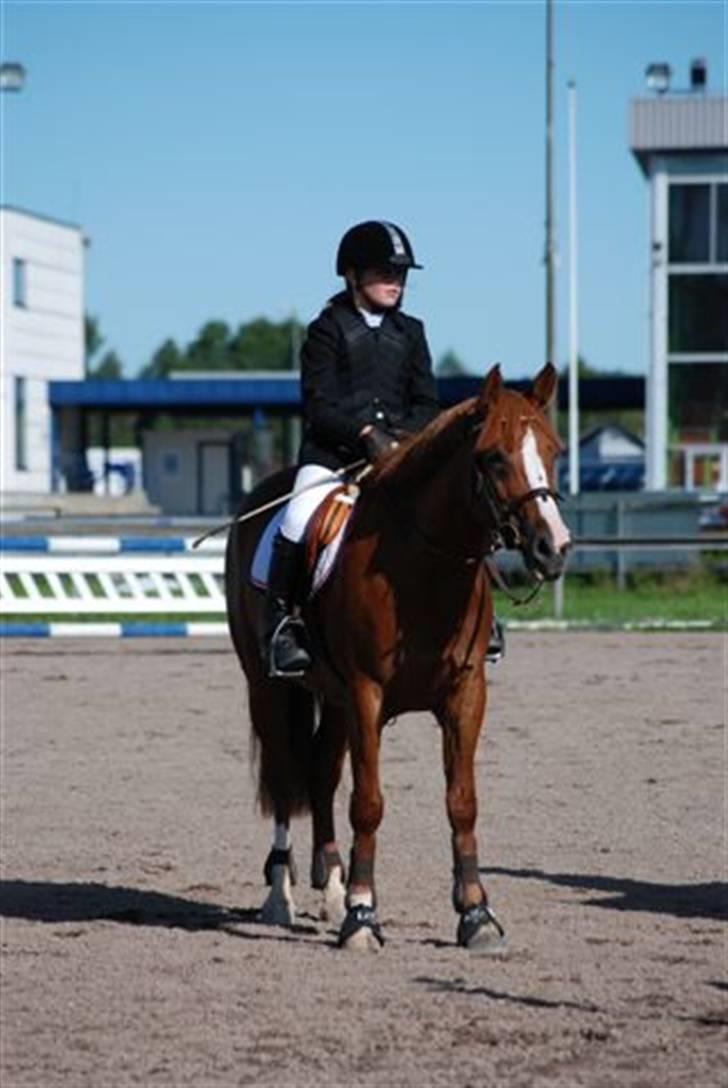 Welsh Pony (sec B)  Daisy  - Jaé(:  Daisy lever i luxus i Norge(: billede 19