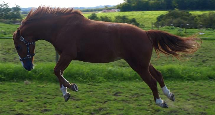 Welsh Pony (sec B)  Daisy  - 14/9 Yeehaa!  på fold billede 20