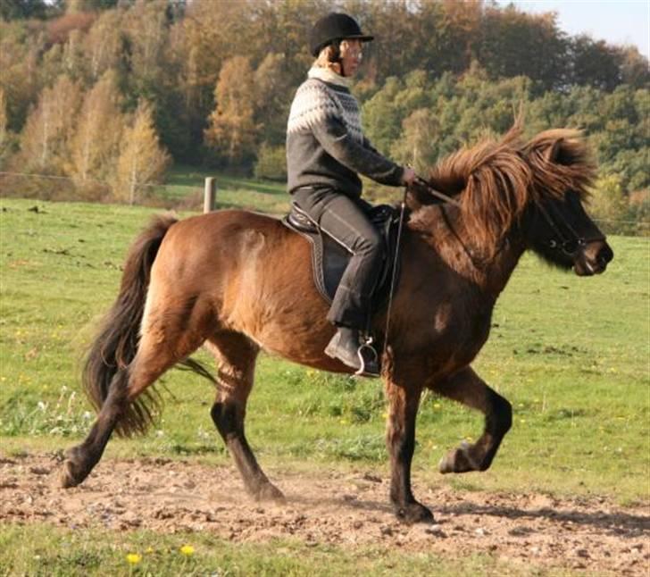 Islænder Dúna fra Odal <3 - Trav :)  billede 10