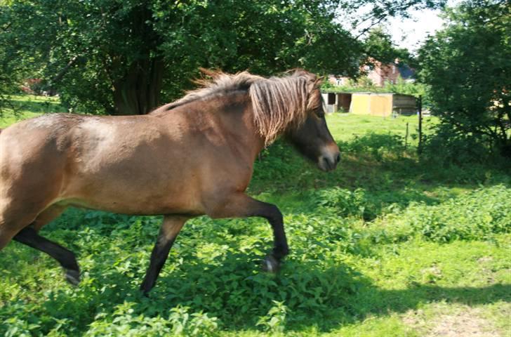 Islænder Dúna fra Odal <3 - Dùna i trav på folden billede 12