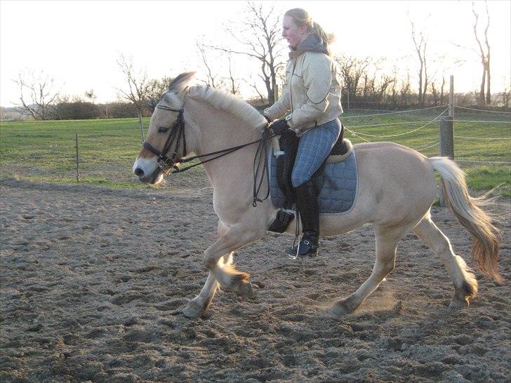 Fjordhest Strædesgaardens Max Motor billede 4