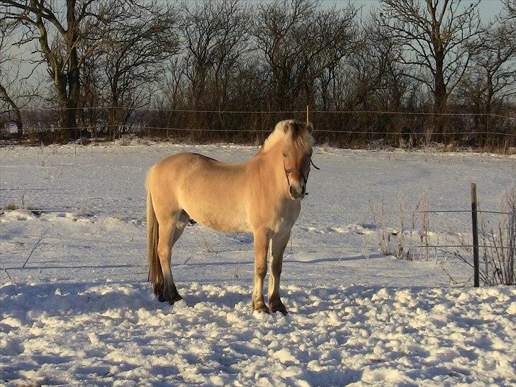 Fjordhest Strædesgaardens Max Motor billede 5