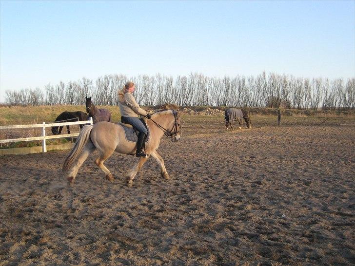 Fjordhest Strædesgaardens Max Motor billede 6