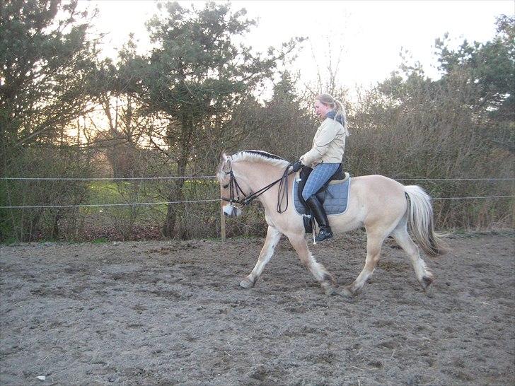 Fjordhest Strædesgaardens Max Motor billede 7