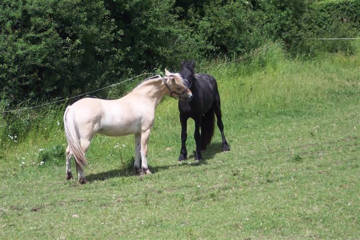 Fjordhest Strædesgaardens Max Motor billede 8
