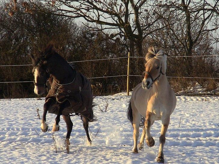Fjordhest Strædesgaardens Max Motor billede 9