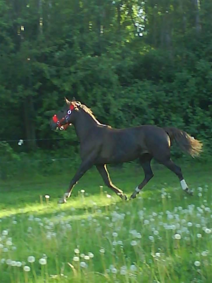 Welsh Cob (sec D) *Gaiety* solgt - Min skattepige maj 2008 billede 9