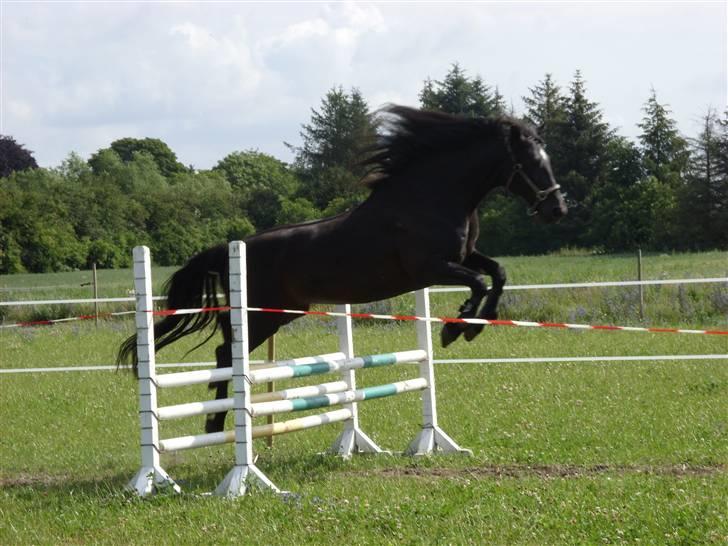 Anden særlig race Lightning R.I.P :'( - uha  da Lightning kan jo godt hoppe :b billede 2